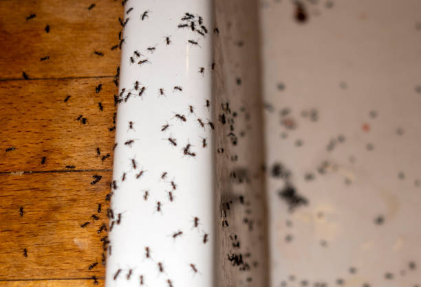Best Mosquito Control Services  in Jericho, NY
