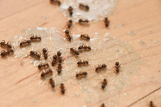 Best Ant Control Services  in Jericho, NY
