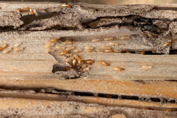 Best Best Pest Control Companies  in Jericho, NY